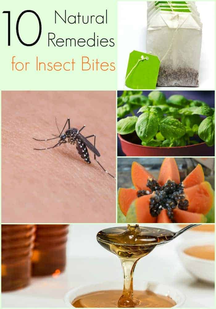 Natural Remedy For Insect Bites Itch