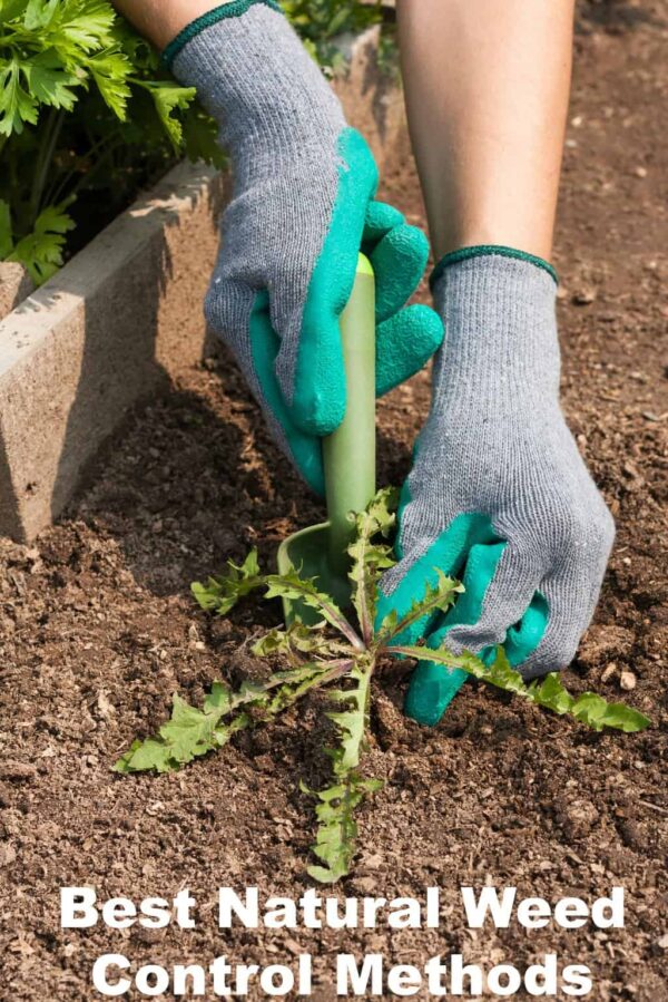 Using Cardboard for Weed Control - Turning the Clock Back