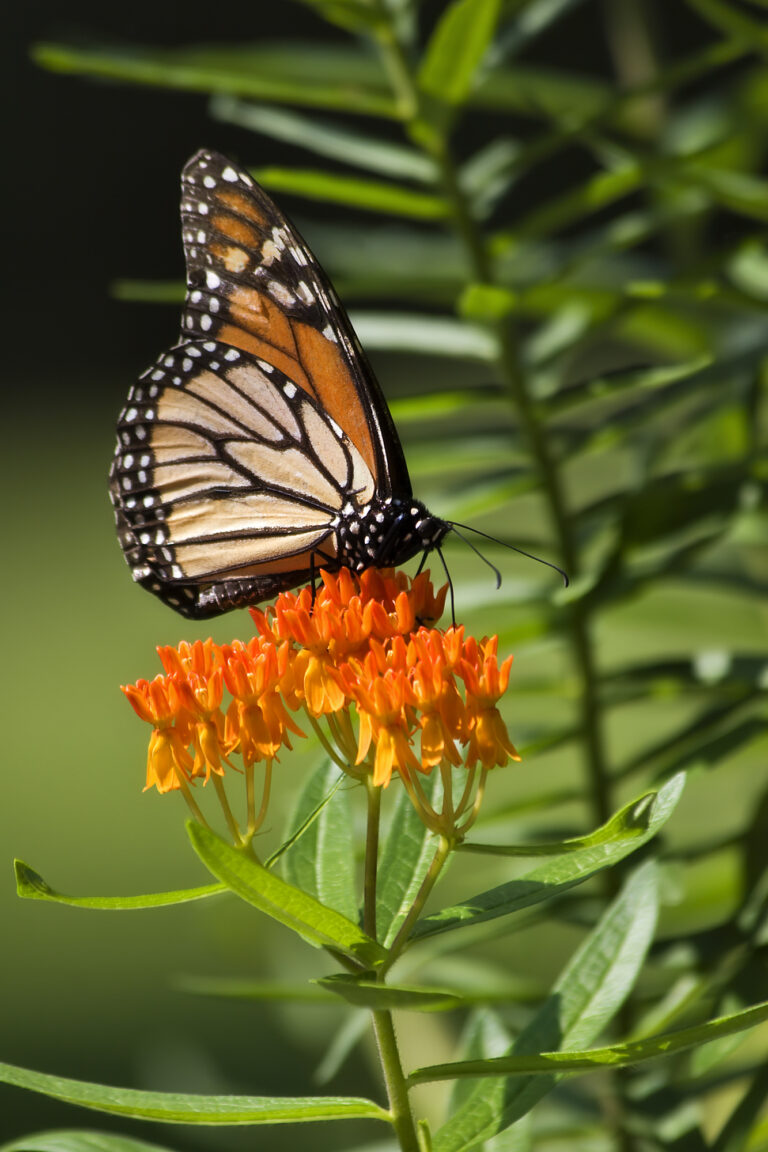 Perennial Plants for Bees and Butterflies - Turning the Clock Back