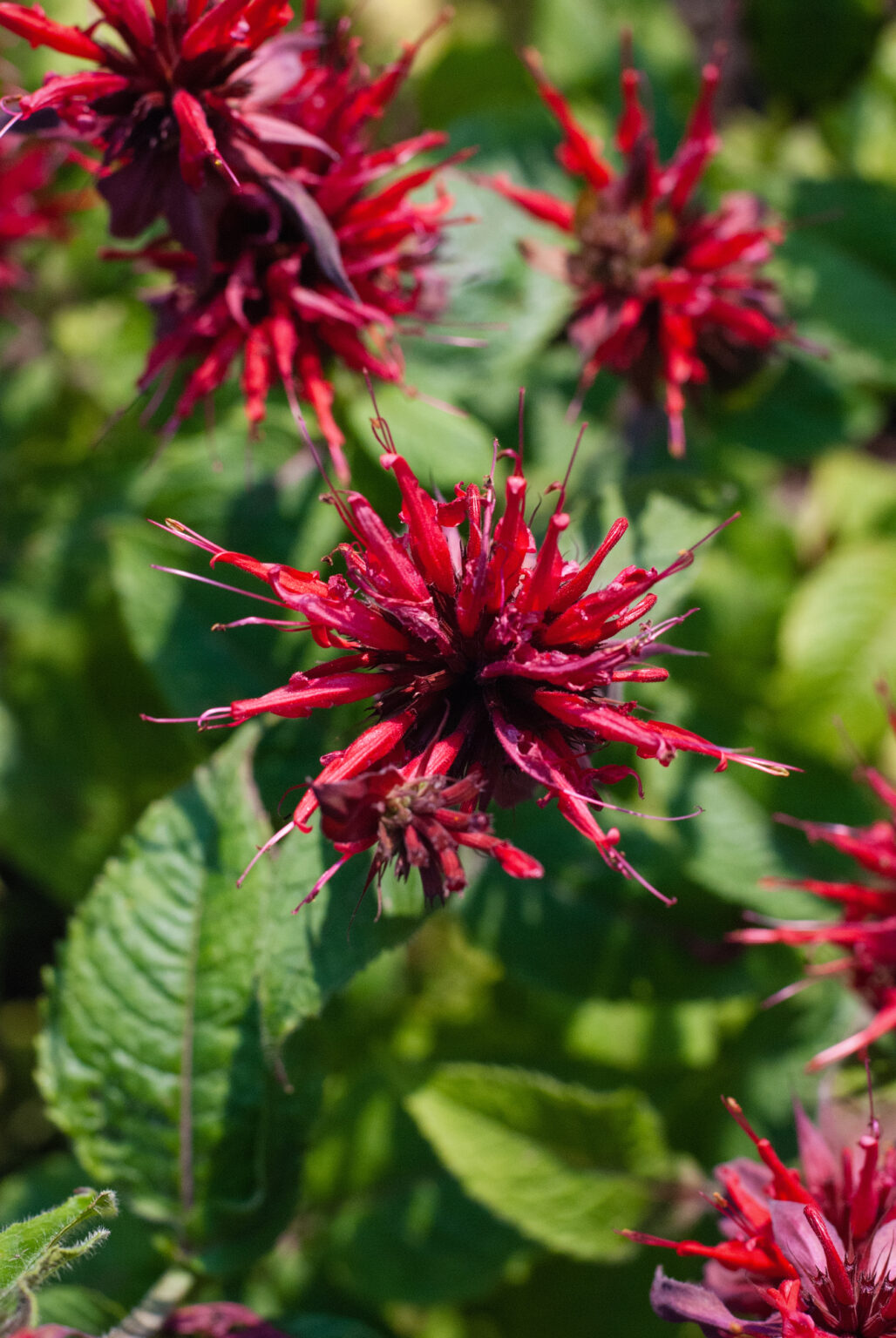 Perennial Plants for Bees and Butterflies - Turning the Clock Back