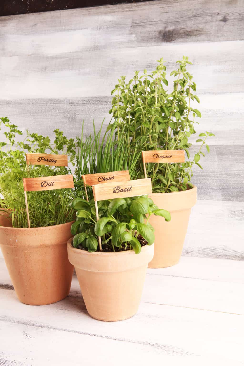 Herbs That Keep Bugs Away - Turning the Clock Back